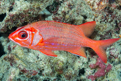 Sargocentron tiere