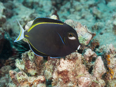 Acanthurus nigricans