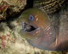 Gymnothorax undulatus