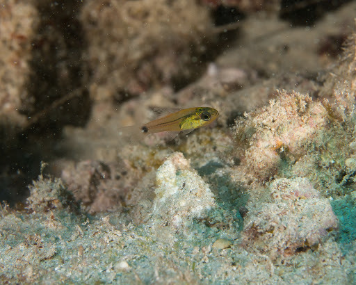 Spotted Cardinalfish