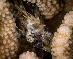 Dendrochirus barberi