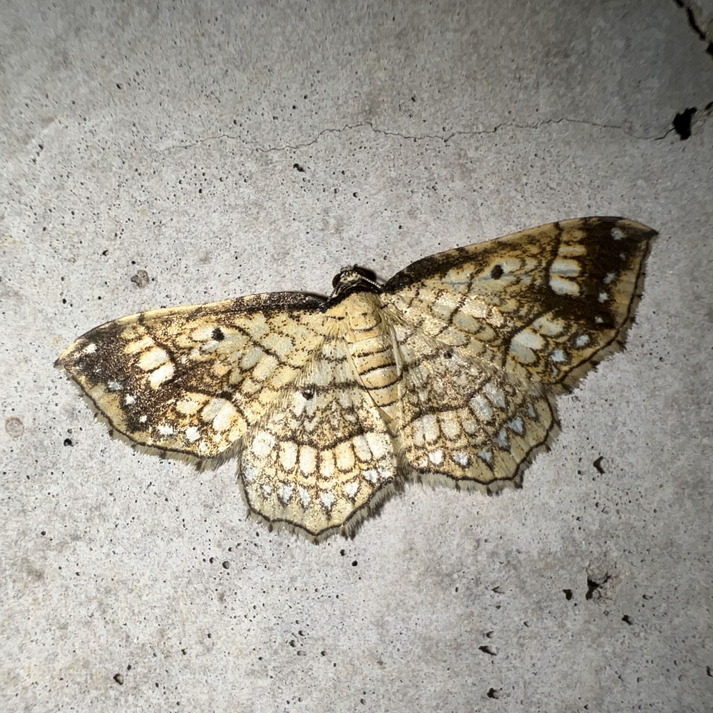 Laciniodes unistirpis