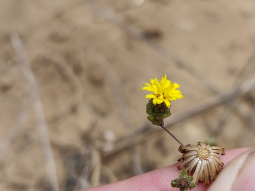 Image of Lessingia germanorum by (c) Alexander Wentworth, some rights reserved (CC BY)