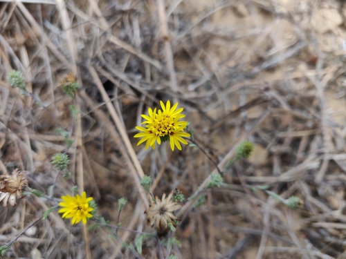 Image of Lessingia germanorum by (c) Alexander Wentworth, some rights reserved (CC BY)