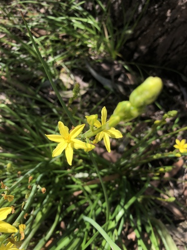 Bulbine bulbosa