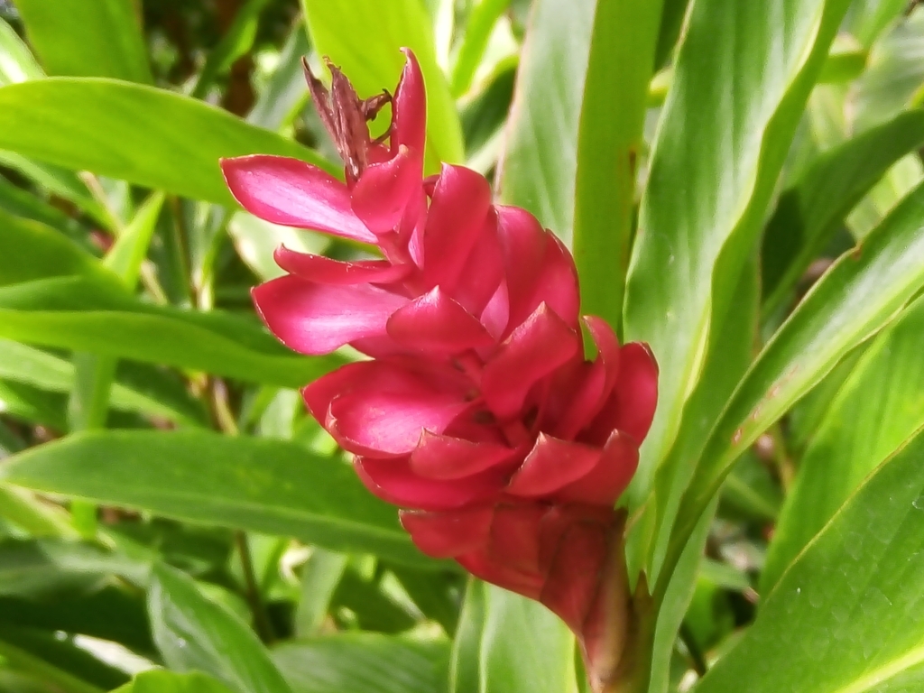 Red Ginger from 48280 Ixtapa, Jal., México on September 7, 2023 at 12