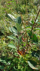(c) Urgamal Magsar, some rights reserved (CC BY) Cotoneaster mongolicus, photograph (c) Urgamal Magsar, some rights reserved (CC BY)