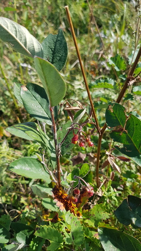 Cotoneaster mongolicus, photograph 2