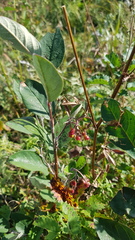 (c) Urgamal Magsar, some rights reserved (CC BY) Cotoneaster mongolicus, photograph (c) Urgamal Magsar, some rights reserved (CC BY)