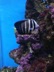 Zebrasoma