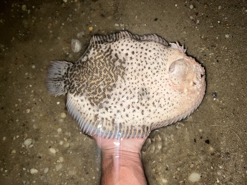Hogchoker (Trinectes maculatus) — Achiridae — 3