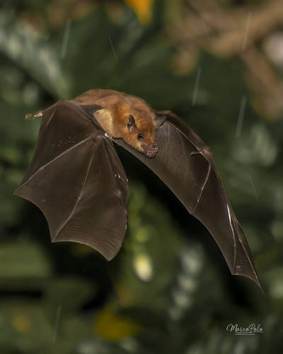 Lesser Long-nosed Bat