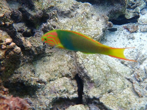 Green Moon Wrasse