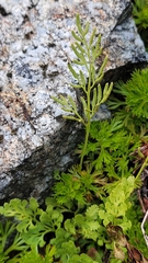 Cryptogramma cascadensis image