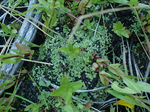 Image of Riccia californica by (c) Justin Paulin, some rights reserved (CC BY)