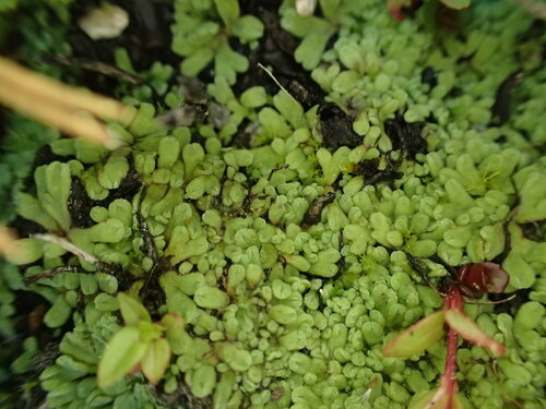Image of Riccia californica by (c) Justin Paulin, some rights reserved (CC BY)