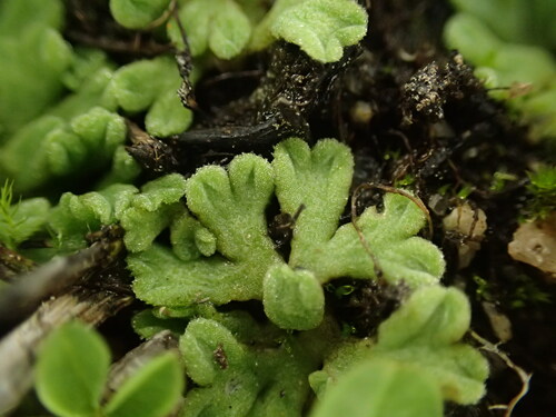 California Crystalwort (Riccia californica)