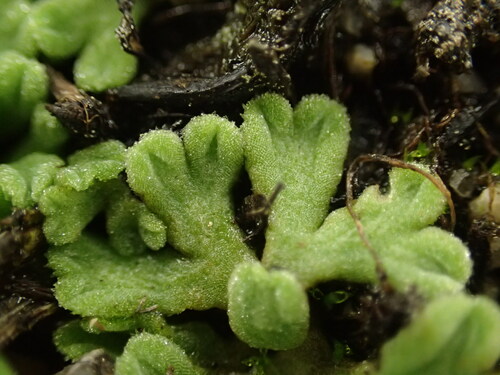 Image of Riccia californica by (c) Justin Paulin, some rights reserved (CC BY)