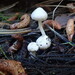 Inocybe elysii - Photo (c) Justin Paulin, some rights reserved (CC BY), uploaded by Justin Paulin