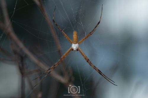 Banded Garden Spider photo 4