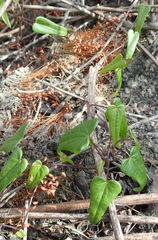 Dioscorea burchellii