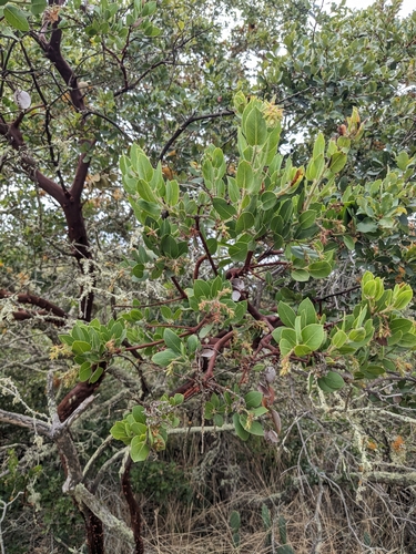 Image of Arctostaphylos catalinae by (c) Aaron Kreisberg, some rights reserved (CC BY)