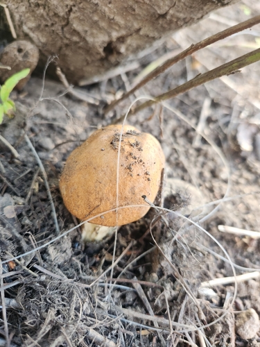 aspen bolete (Leccinum insigne)