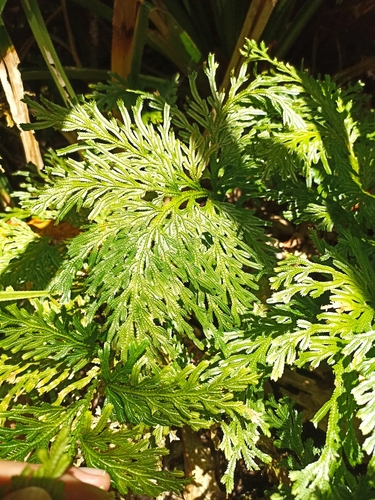 Image of Selaginella longipinna by (c) Oscar Dove, some rights reserved (CC BY)