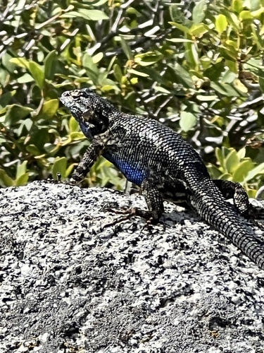 iNaturalist observation photo of Western Fence Lizard