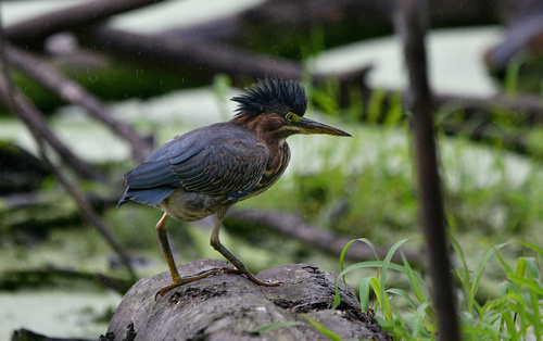 Green Heron photographed in Rhode Island
