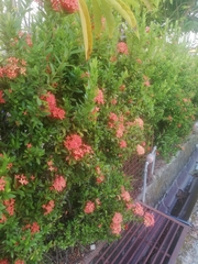 Ixora coccinea