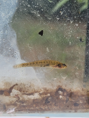 Cypress darter (Etheostoma proeliare) — Percidae — 5
