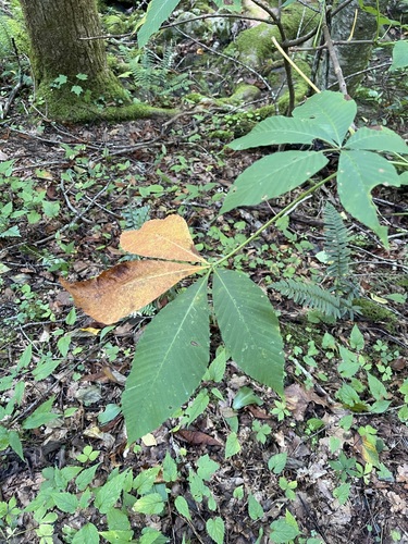 Image of Aesculus flava by (c) Brandon Corder, some rights reserved (CC BY)