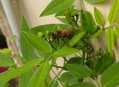 Apis mellifera