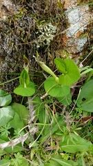 Aristolochia lutea