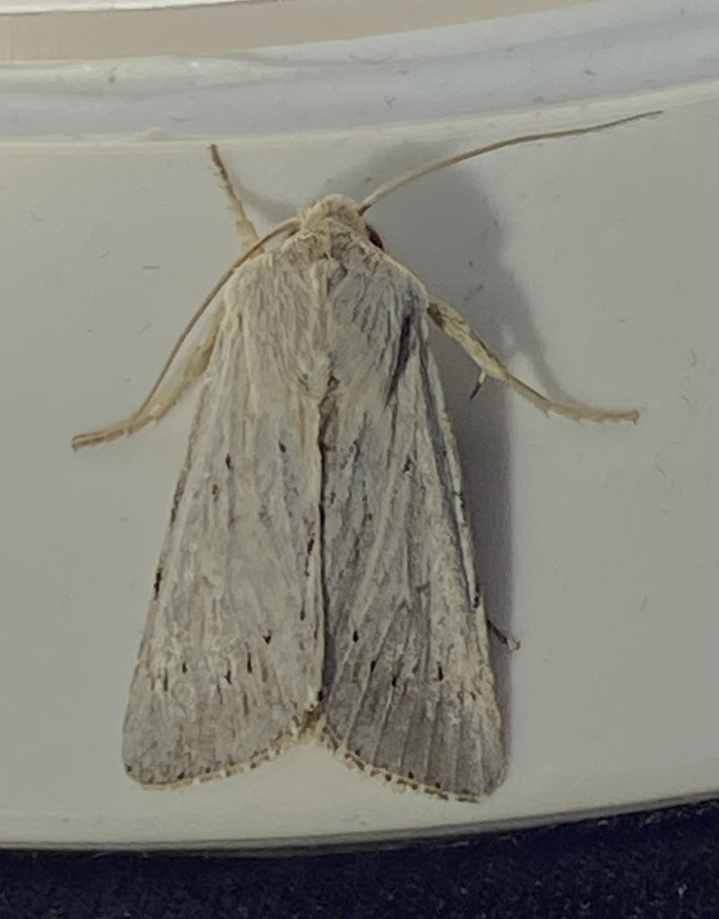 Sideridis palleuca