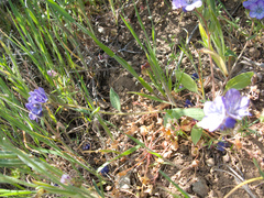 Phacelia divaricata