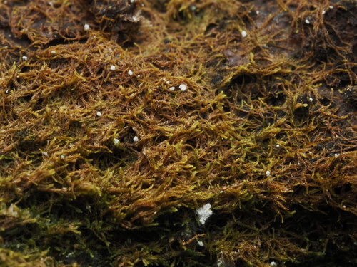 Eremonotus myriocarpus