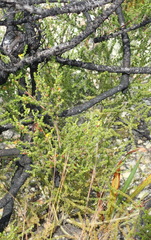 Aspalathus opaca rostriloba