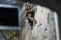 Brachypelma