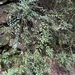 Leucothoe fontanesiana - Photo (c) Brandon Corder, μερικά δικαιώματα διατηρούνται (CC BY-NC), uploaded by Brandon Corder