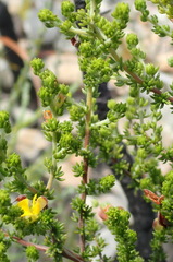 Aspalathus opaca rostriloba