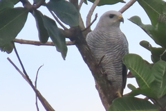 Buteo nitidus image