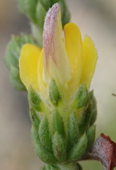 Aspalathus opaca rostriloba