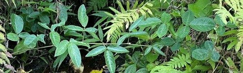 Desmodium intortum observed 2022-06-27