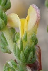 Aspalathus opaca rostriloba