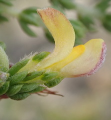 Aspalathus opaca rostriloba