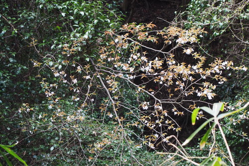 Prunus jamasakura, photograph 5