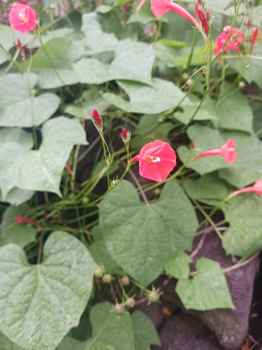 Ipomoea hederifolia observed 2023-09-10