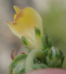 Aspalathus opaca rostriloba